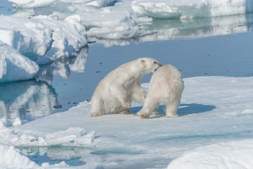 Two young wild polar bear cubs playing on pack ice in Arctic sea, north of Svalbard