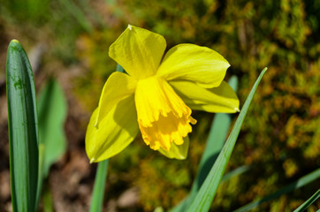Fototapeta premium Photo of a yellow daffodil flower photo in spring garden