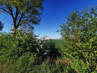 Obraz premium Landschaften; Hopfen; Feld; Ackerbau; Natur; Kirche;