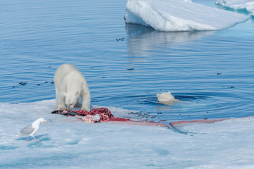 Obraz premium Two young wild polar bear cubs playing on pack ice in Arctic sea, north of Svalbard
