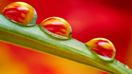 Water drops on the leaf of the plant with a colorful blurry background create a magical world