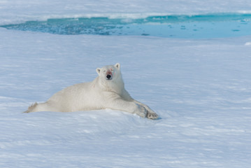 Obraz na płótnie Canvas Wild polar bear lying on the pack ice north of Spitsbergen Island, Svalbard