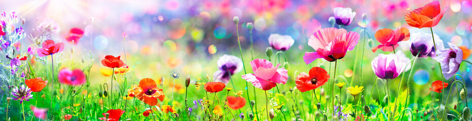 Poppies In The Sunny Field With Abstract Bokeh