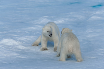 Naklejka na ściany i meble Two young wild polar bear cubs playing on pack ice in Arctic sea, north of Svalbard