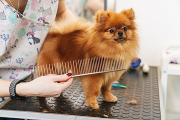 Image of female pet hairdresser grooming pomeranian spitz in dog salon