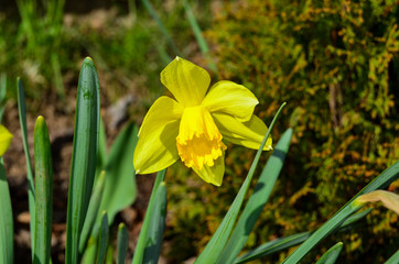 Photo of a yellow daffodil flower photo in spring garden