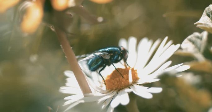 Macro close up of a hungry Bluebottle fly drinking nectar from meadow daisy and pollinating flower