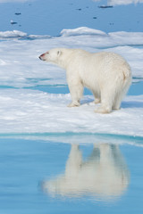 Wild polar bear (Ursus maritimus) going on the pack ice north of Spitsbergen Island, Svalbard