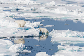 Two young wild polar bear cubs jumping across ice floes on pack ice in Arctic sea, north of Svalbard
