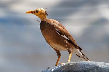 The common myna or Indian myna bald.  Baldness  of the head