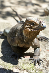 Iguana living in a zoo near Punta Cana in the Dominican Republic