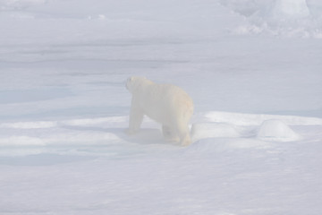 Naklejka premium Polar bear (Ursus maritimus) on the pack ice in fog