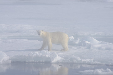 Obraz na płótnie Canvas Polar bear (Ursus maritimus) on the pack ice in fog