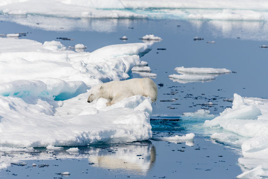Wild polar bear jumping across ice floes north of Svalbard Arctic Norway