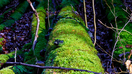 Mossy tree in a wild and wet forest surrounded by dry leaves and unchanged nature