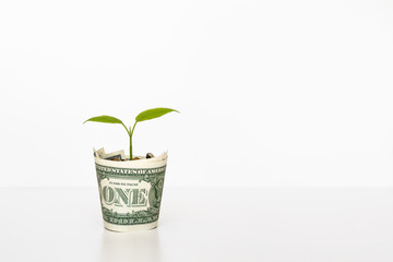 Fototapeta na wymiar Money tree. Business growth, investment and development concept. Young green tree plant growing up from dollar pot with euro coins at white background. Copy space.
