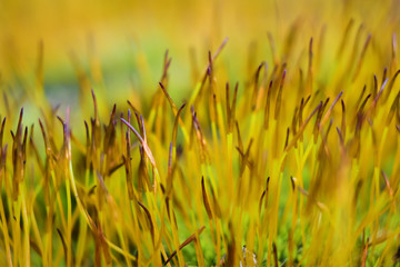 Highly macro enlarged yellow moss grasses show the beauty of flowering
