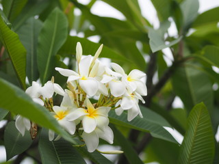 Obraz na płótnie Canvas Frangipani, Plumeria obtusa, Temple, Graveyard Tree Apocynaceae white and yellow flower on blurred of nature background