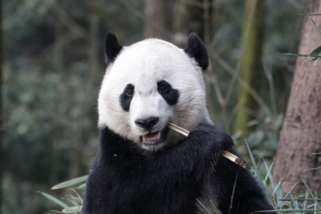 American Born Panda , Bei bei, Eating Bamboo leaves, Bifengxia, China