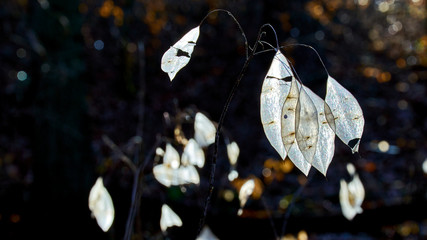 White dry leaves highlighted by the early spring sun in a magical forest scenery
