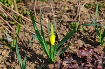 Photo of a yellow daffodil flower photo in spring garden