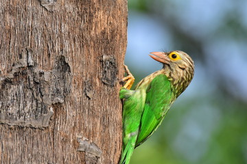 Lineated barbet with nature
