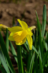 Photo of a yellow daffodil flower photo in spring garden