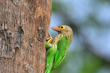 Lineated barbet with nature