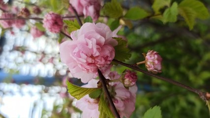 pink cherry blossom