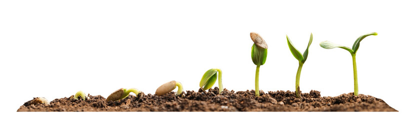 Stages of growing seedling in soil on white background. Banner design - obrazy, fototapety, plakaty