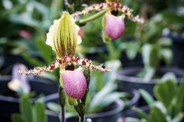 Venus slipper Orchid Flowers