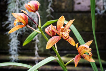 Cymbidium Orchid Flowers