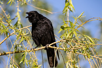 Krächzende  Krähe in einem Baum