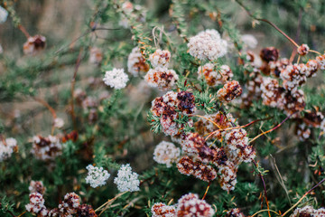 wildflowers