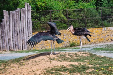 Marabou stork in zoo. Bird called marabou stork waving its wings next to his brother, which is standing calmly in zoological garden.