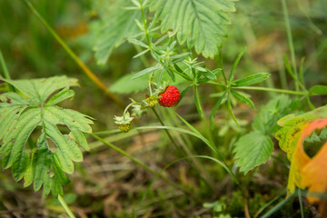 Wild strawberry in the forest