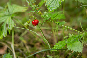 Wild strawberry in the forest