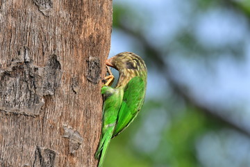 Lineated barbet with nature
