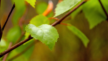 Naklejka premium Leaf - green leaves, spring 