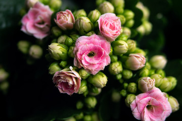 pink roses in garden