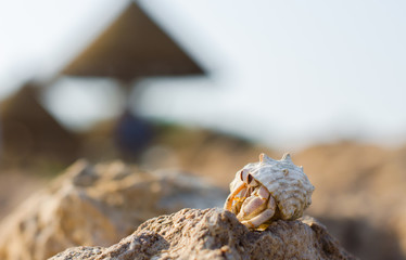 hermit crab on a stone against a beach umbrella