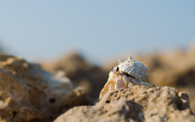 hermit crab on a rock