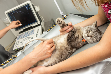 The small grey cat during ultrasound examination in vet clinic. Cat laying on the table. The medical equipment, monitor at the background. - 346474827