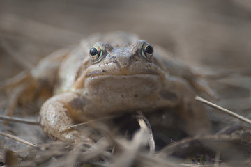 frog shot on a sigma 75-300 macro