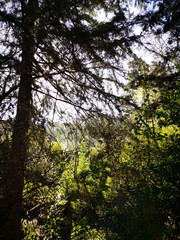 sun shining through trees