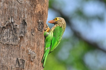 Lineated barbet with nature