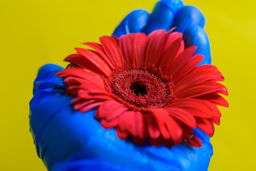 red flower with blue glove in hand