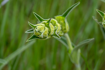 green and abstract natural background of plants in the field