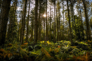 forest in a sunny bright  morning