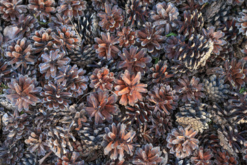 pile of dried small brown pine cones background
